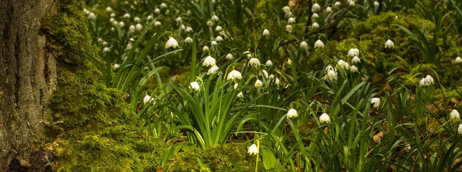 Die Märzenbecher rufen!