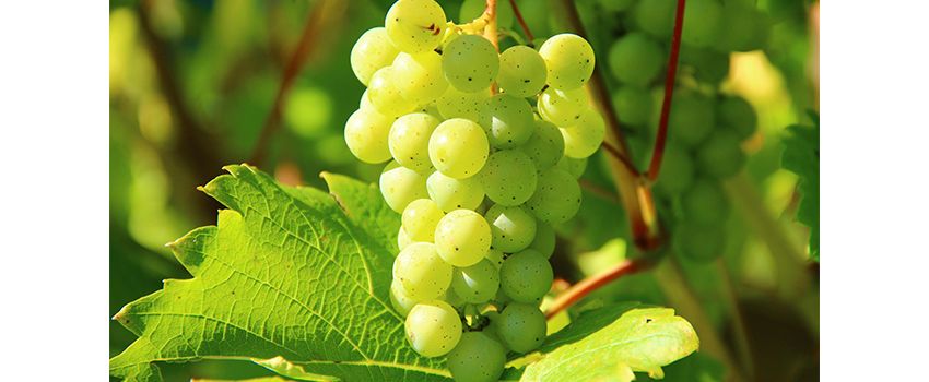 Neue Chance für Winzer: Antragsfrist für Rebflächen-Rodung im September