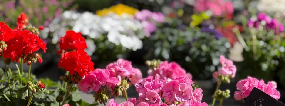 Saisonbeginn im Garten: Pflege, Pflanzzeit und Vorbereitung