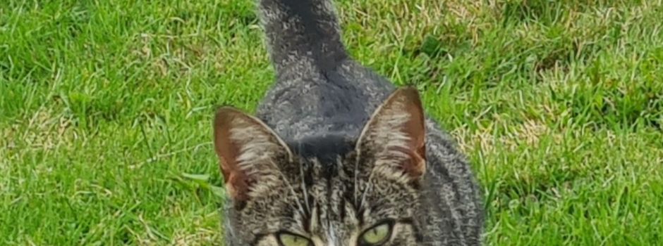 Wer kennt diese Katze?