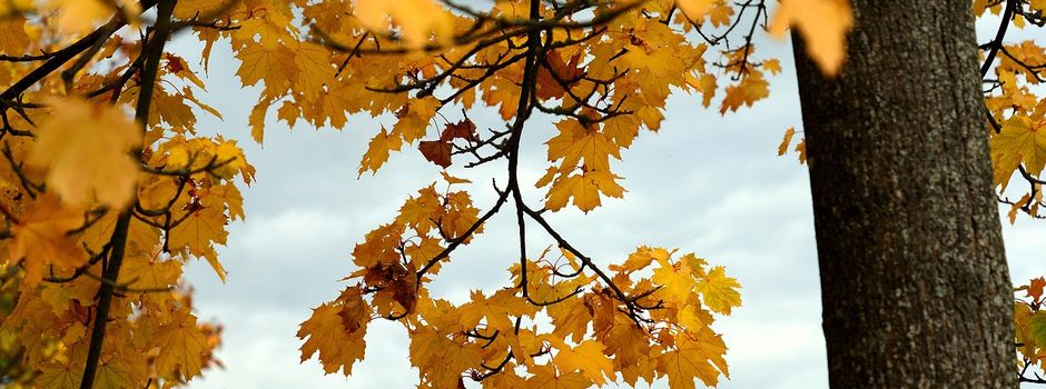 Gemeinde Beverstedt stellt Mitte November wieder Laubcontainer auf