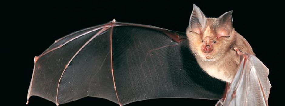 Batnight 2024