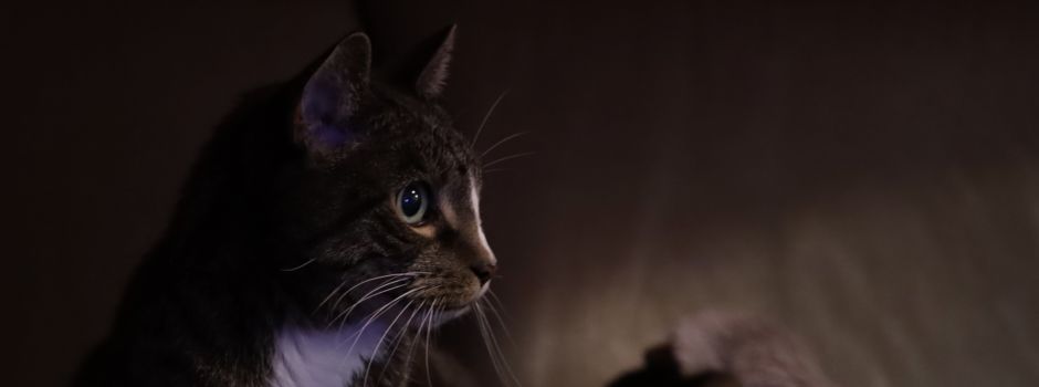 Das sind die Katzen der Merkurist-Leser 🐈