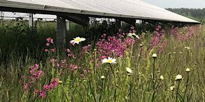 Informationsveranstaltung zur geplanten Agri-Photovoltaikanlage „Moorhof“