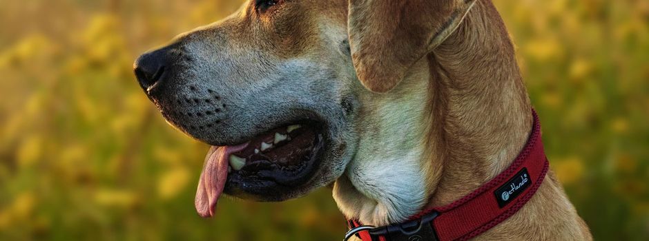 Kontrolle der Hundesteuermarken