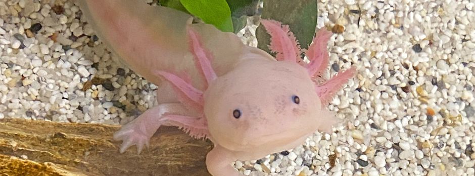 Axolotl wants you!!! Wir suchen laufend Verstärkung in den Kitas!