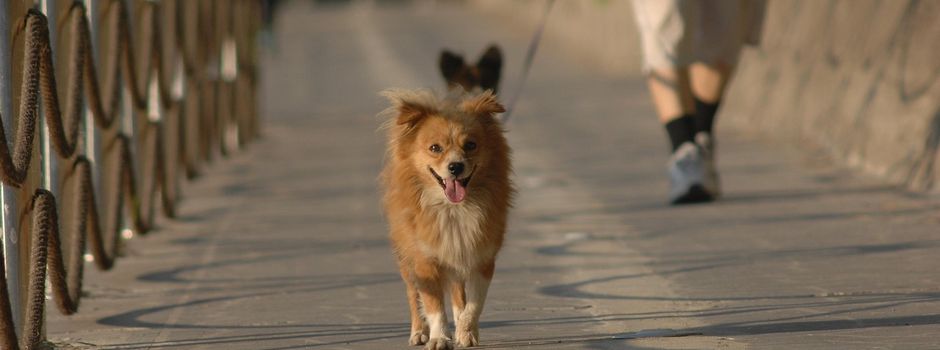 Wiesen und Baugrundstücke sind keine Hundeklos – Verantwortung der Hundehalter ist gefragt!