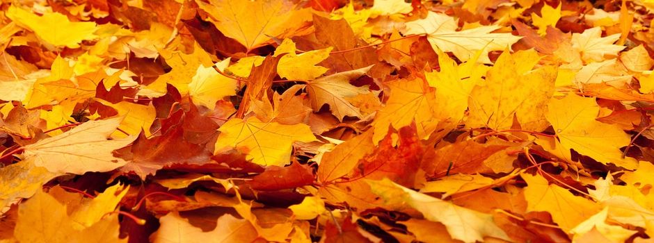 Herbstlaub in Horst: Saubere Wege für alle
