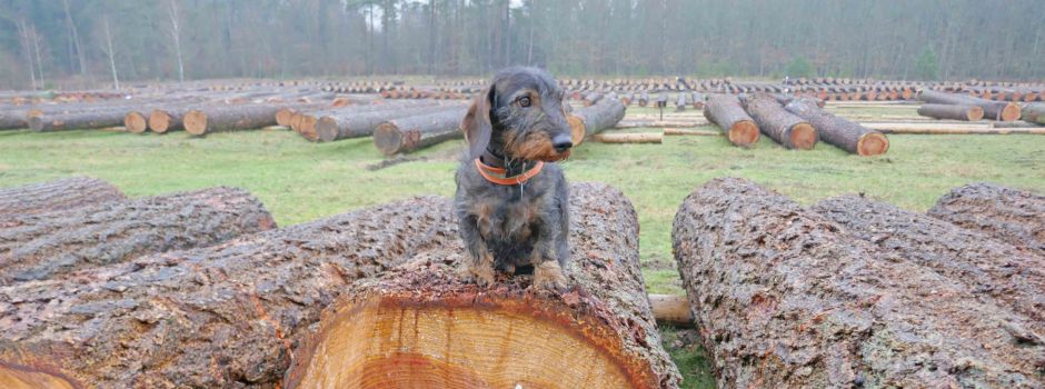 Hochwertiges Holz unterm Hammer