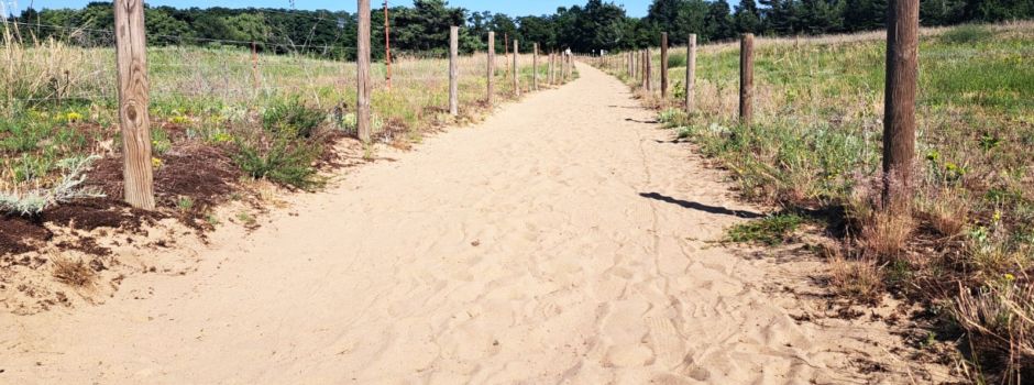 Versteckte Orte: Die Mainzer Sanddünen