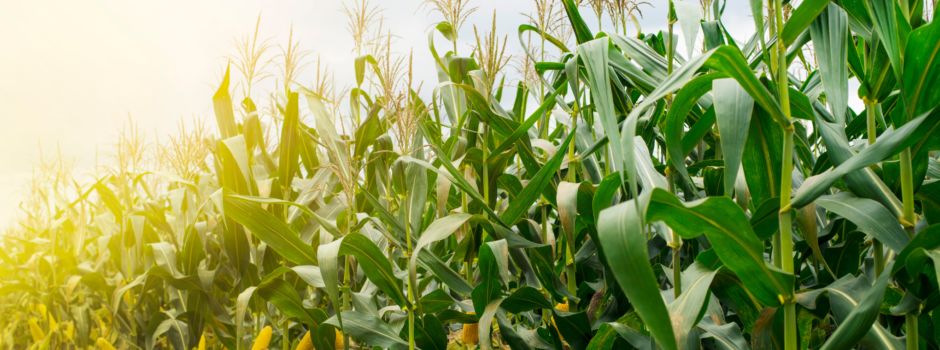 Hinweisschild mutwillig zerstört: Wer kann sachdienliche Hinweise geben?