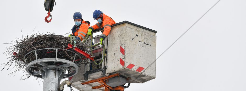 Storchennest gesichert: Alles bereit für den Nachwuchs