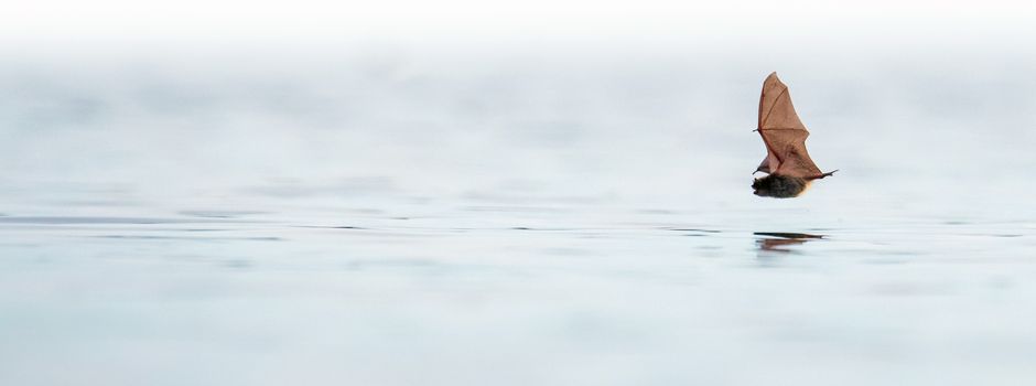 Unter Naturschutz stehende Tiefflieger, die sich über Wasser halten können