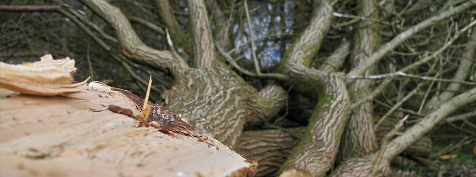 Gemeindeverbindungsstraße Eckertsfeld-Frechetsfeld am 22. und 23.01.2026 gesperrt!