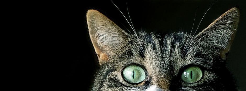 Katze zugelaufen!