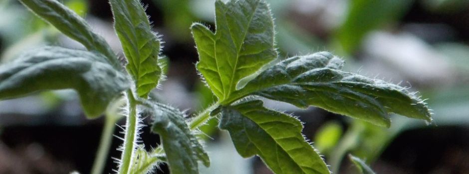 Pflanzenbörse beim OGV Angfeld am 10. Mai 2025