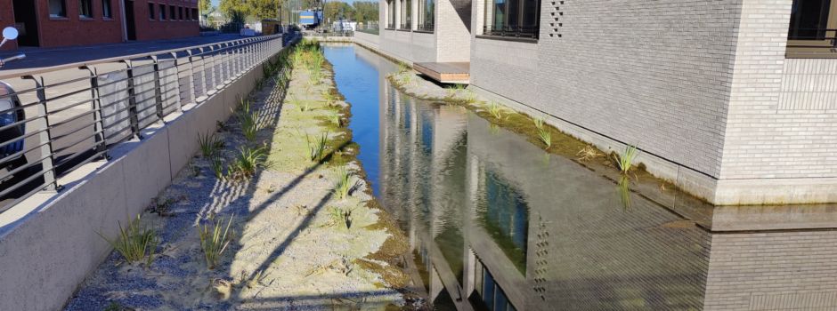 Algenplage in Mainzer Zollhafen-Grachten: Wie kann das Problem gelöst werden?