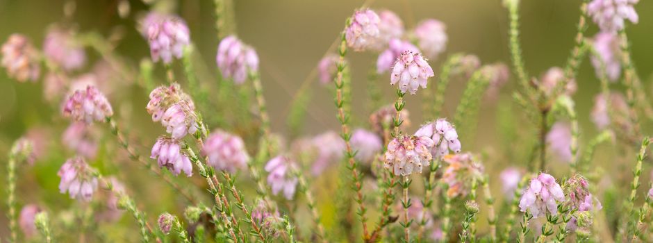 Erstes Leuchten in der Heide