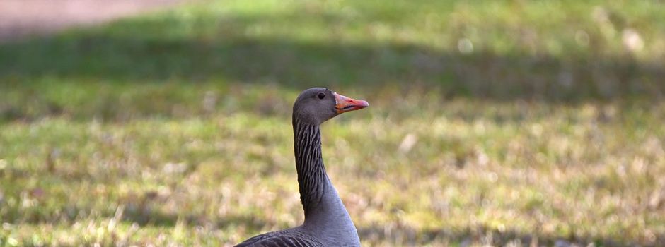 Wildgans in Bindsachsen