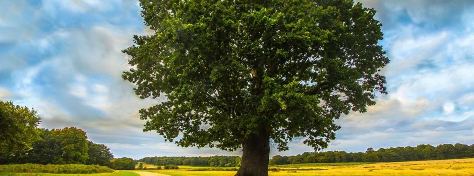 🌳 Baumpatenschaft in Knittelsheim
