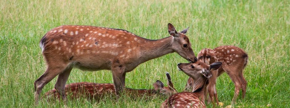 Schützen wir gemeinsam die Tierwelt: Leinenpflicht für Hunde in der Brut- und Setzzeit