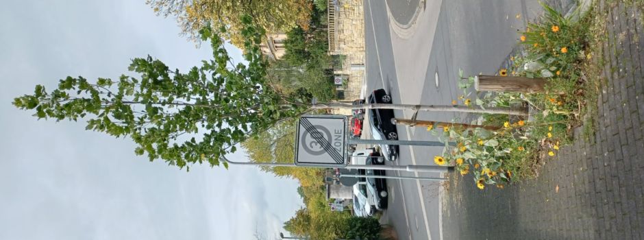 Stadt will mehr Bäume in Wiesbaden pflanzen