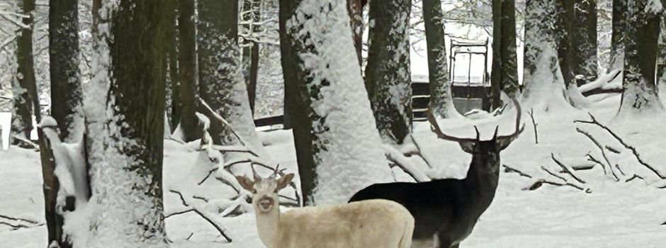 Bergwildpark Meißner: Vorübergehende Schließung aufgrund von Glatteis