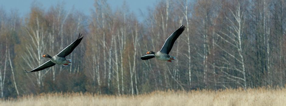Update: Bestätigter Fall von Vogelgrippe