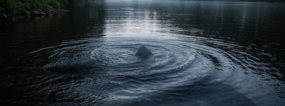 🦈 Sensationsfund in Obernhof – „Lahnhai“ entdeckt!