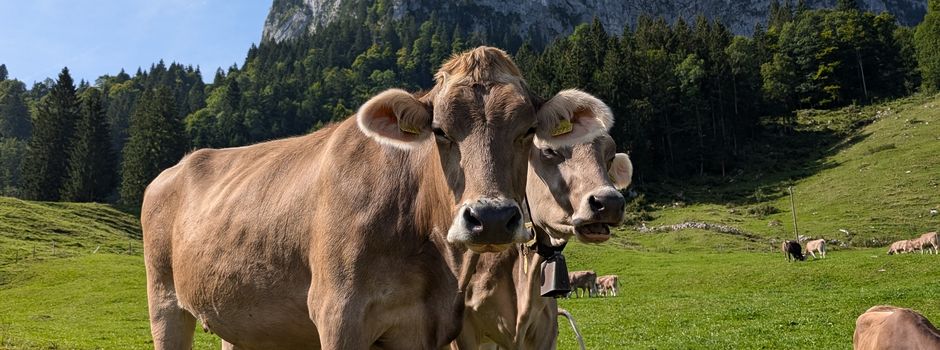 Tierisch guter Vortrag