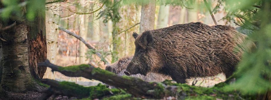 Drückjagd Oberraden - Samstag, den 29.11.25