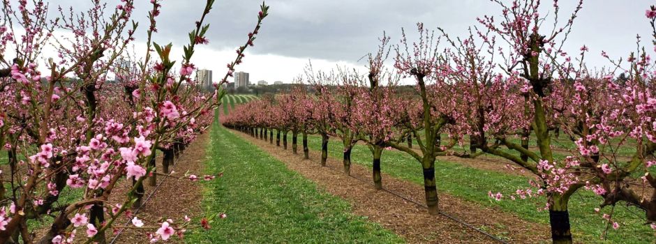 Warum künftig in den Mainzer Feldern geschossen werden darf