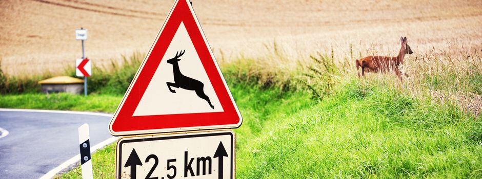 Wildwechsel löst Unfall mit drei Autos aus