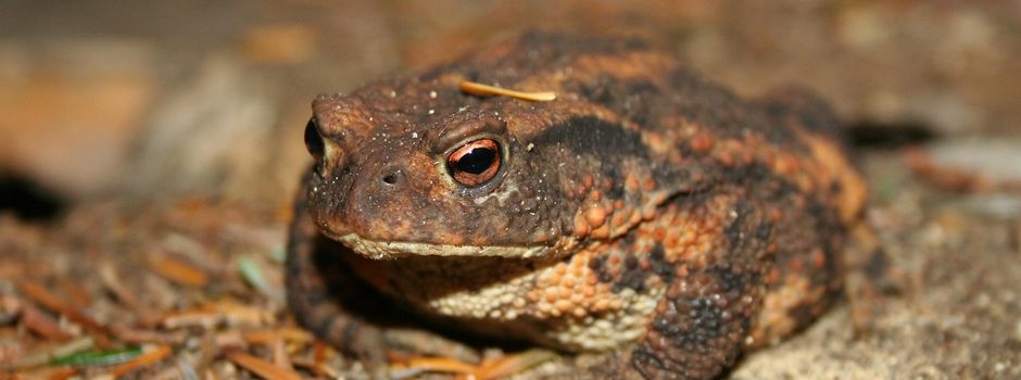 Die Amphibiengruppe berichtet: neuer Krötenzaun