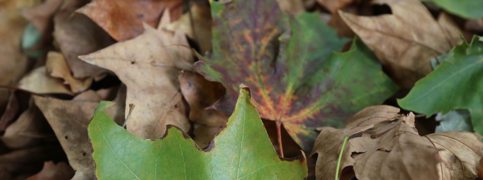 „Öffentliches Laub“: Kostenlose Grüngutmarken wieder erhältlich
