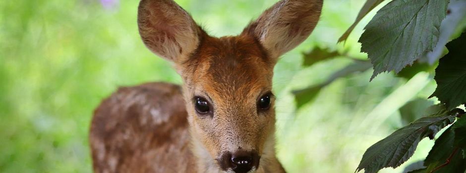 So sollen Rehkitze nun vor Verstümmelung und Tod bewahrt werden