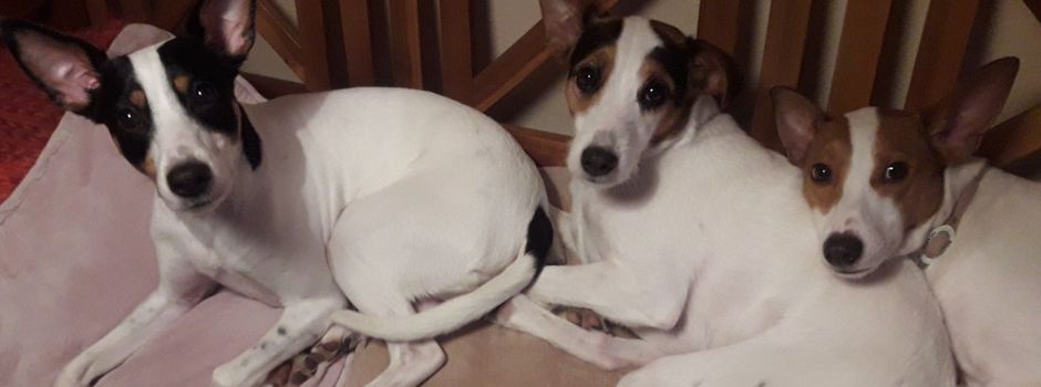 Eintrittspreise für Hunde notwendig