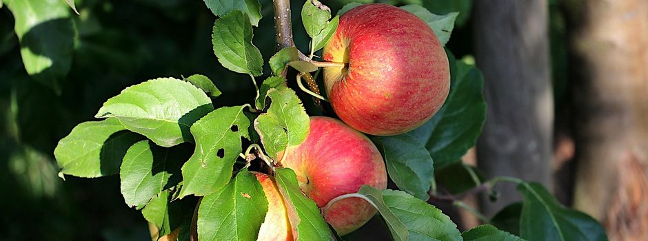 Streuobstschutz in Niddatal