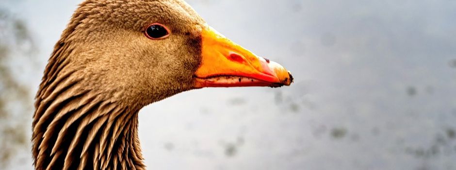 Weihnachtsmärchen „Die goldene Gans“: Am 1.November startet der Kartenverkauf