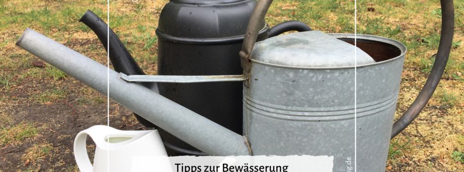 Tipps zur Bewässerung des Gartens bei Trockenheit