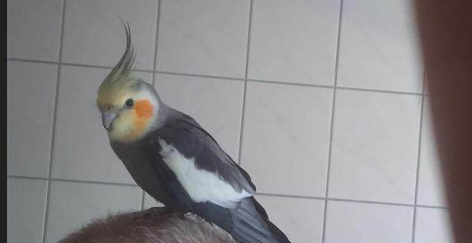 Wer vermisst seinen Nymphensittich
