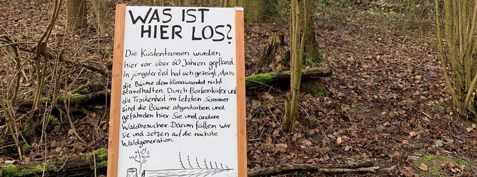 50 alte Tannen müssen in Mainz gefällt werden