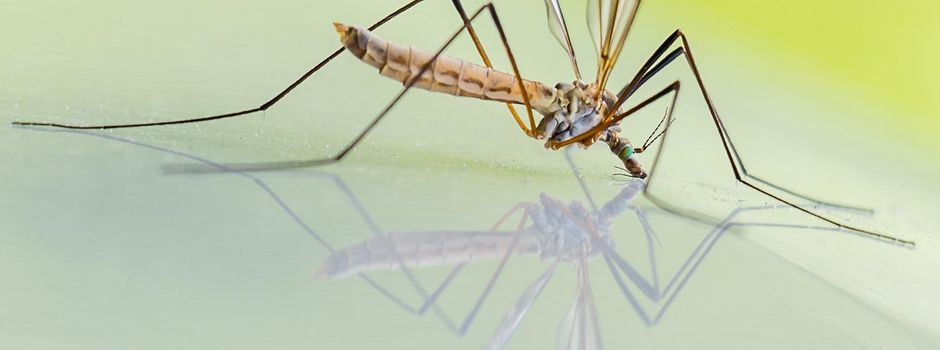 Kostenlose Ausgabe: Bti-Tabletten gegen Stechmücken wieder möglich