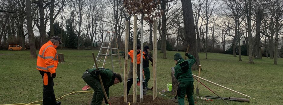 Stadt Mainz pflanzt 60 zusätzliche Bäume