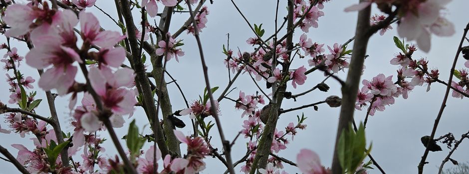 Mandelblütenfest 2026