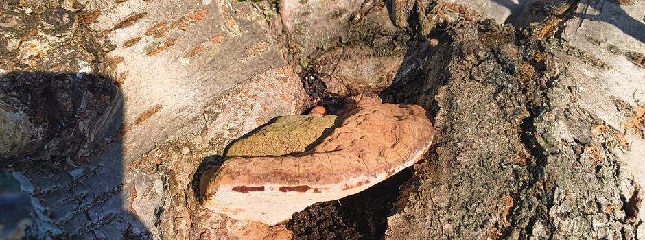 Drei Bäume müssen krankheitsbedingt gefällt werden