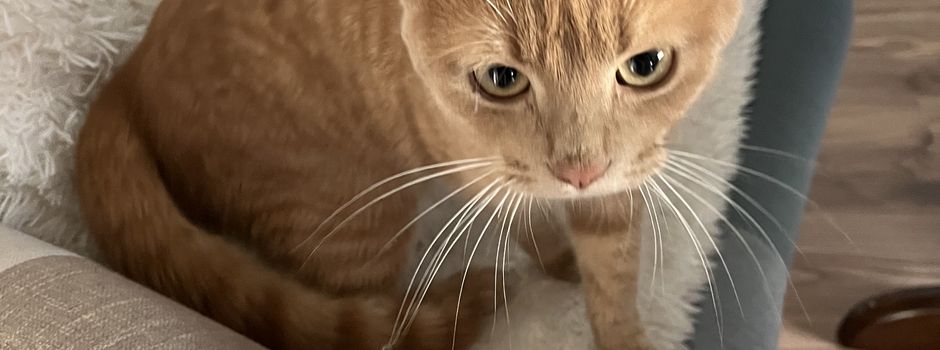 Wer vermisst seine Katze?