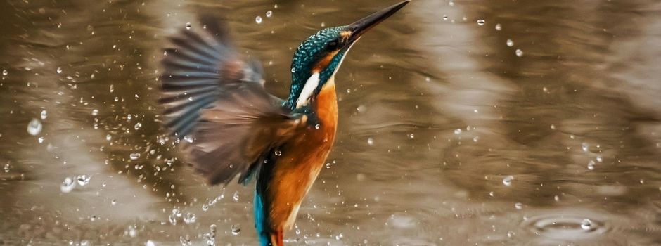 Vogelstimmenwanderung
