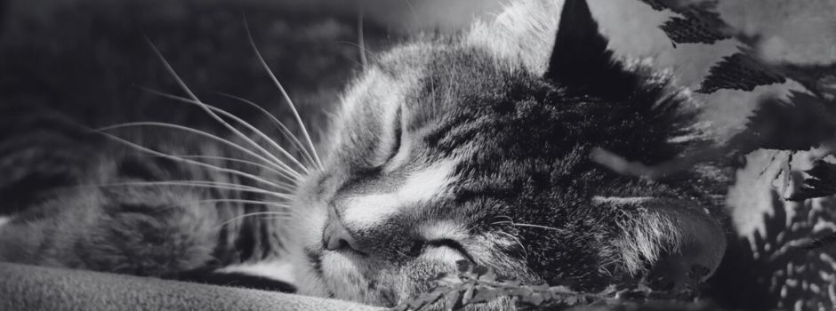 Grausamer Fund: Sieben tote Katzen im Kreis Ahrweiler entdeckt