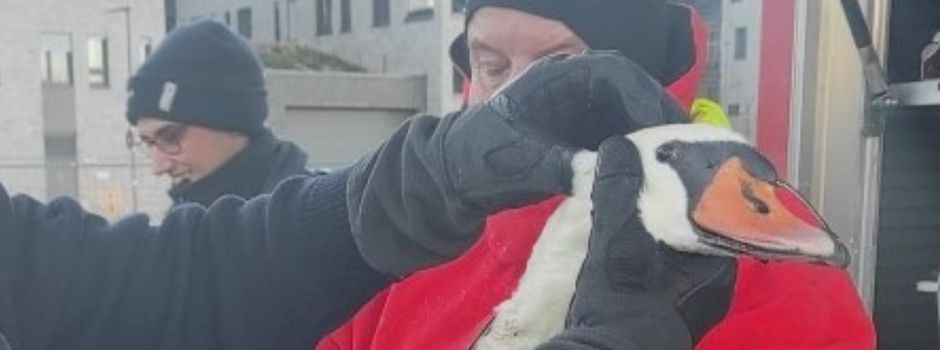 Angelhaken im Hals: Verletzter Schwan am Mainzer Zollhafen gerettet